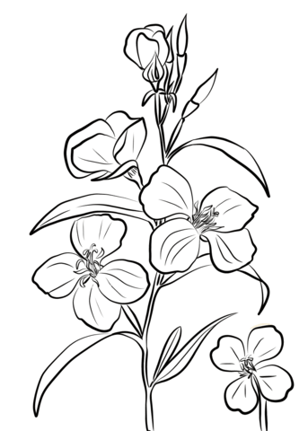 Godetia Rubicunda Coloring Page